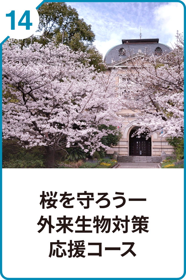 14 桜を守ろうー外来生物対策応援コース